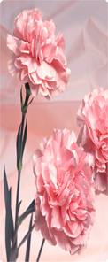 Pink Carnation